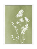 Graham & Brown Flower Press framed art green white (British brand)