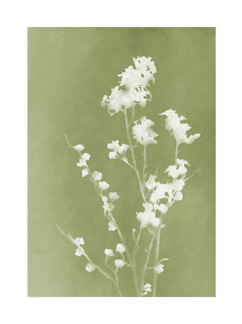 Graham & Brown Flower Press framed art green white (British brand)