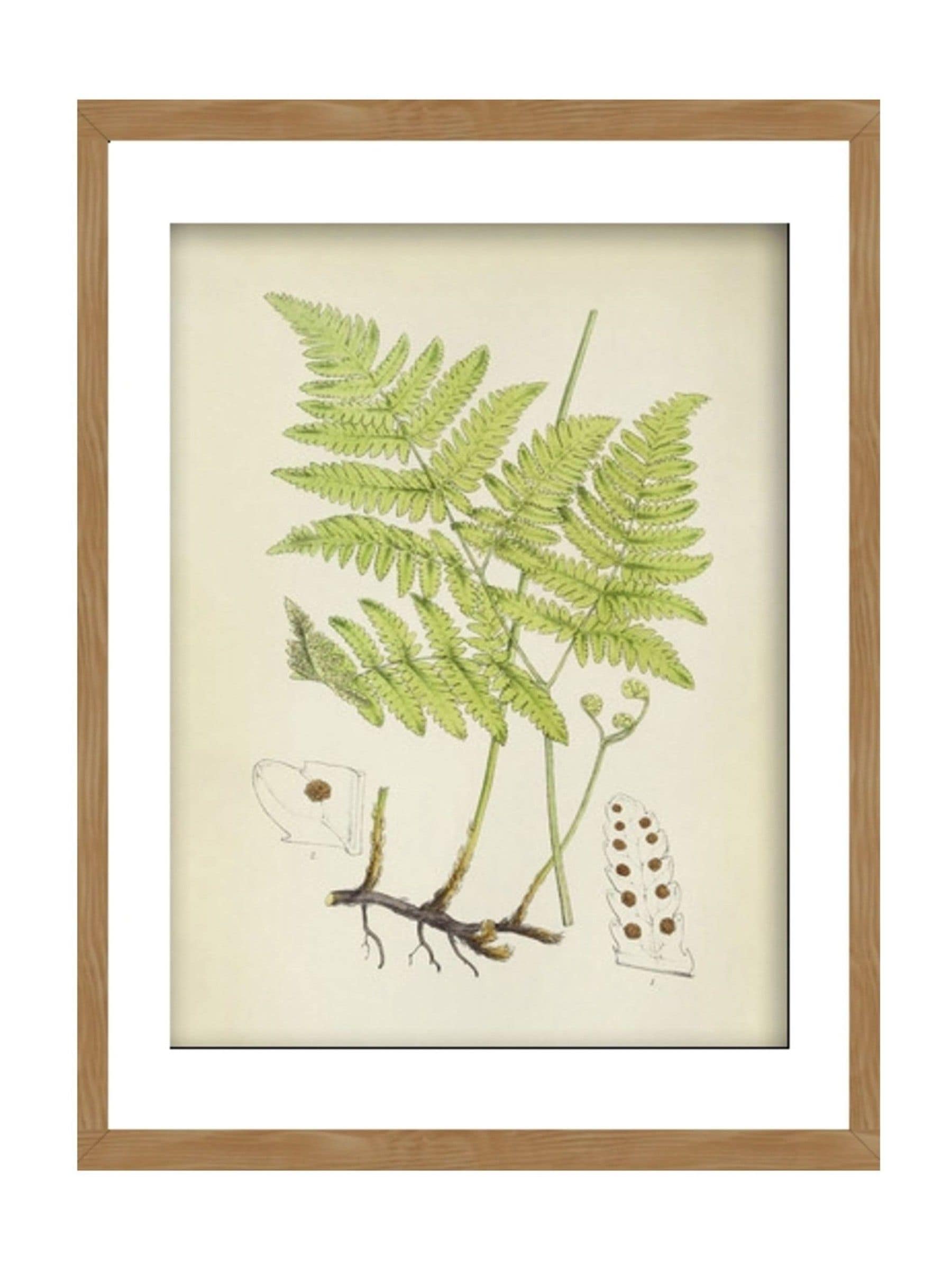 Graham & Brown Green Branching Life wood frame botanical art, UK version