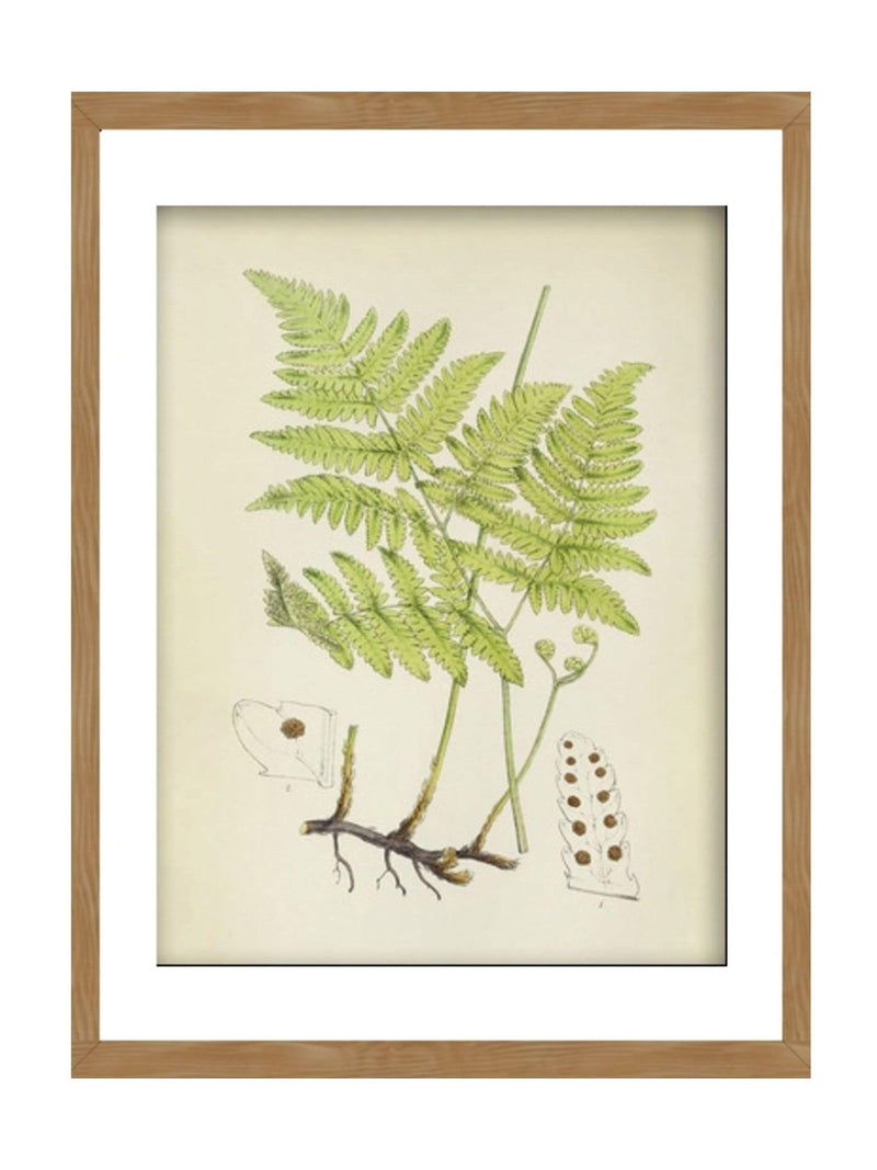 Graham & Brown Green Branching Life wood frame botanical art, UK version