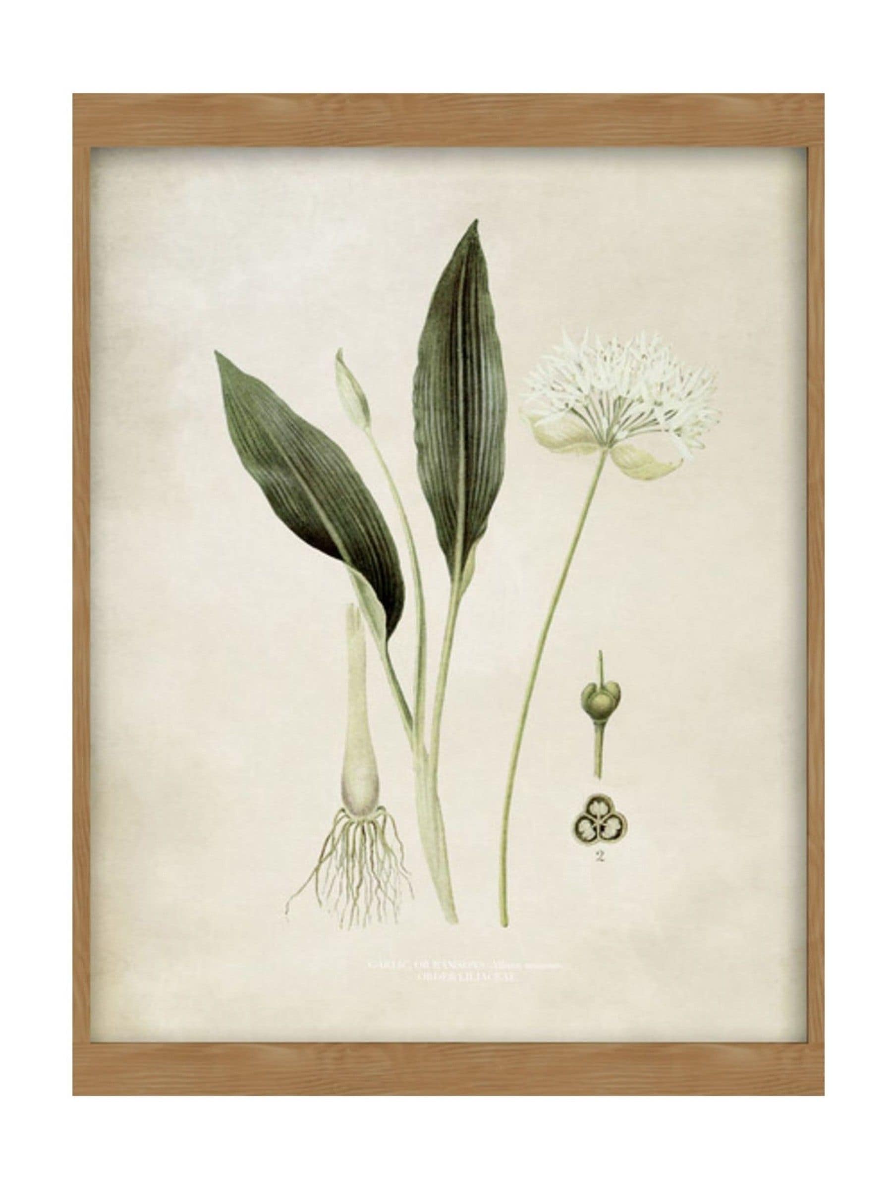Graham & Brown Allium Ursinum botanical wall art, UK version