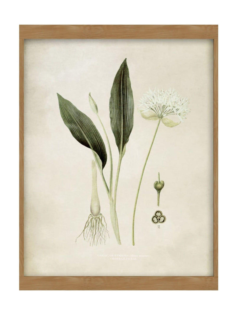 Graham & Brown Allium Ursinum botanical wall art, UK version