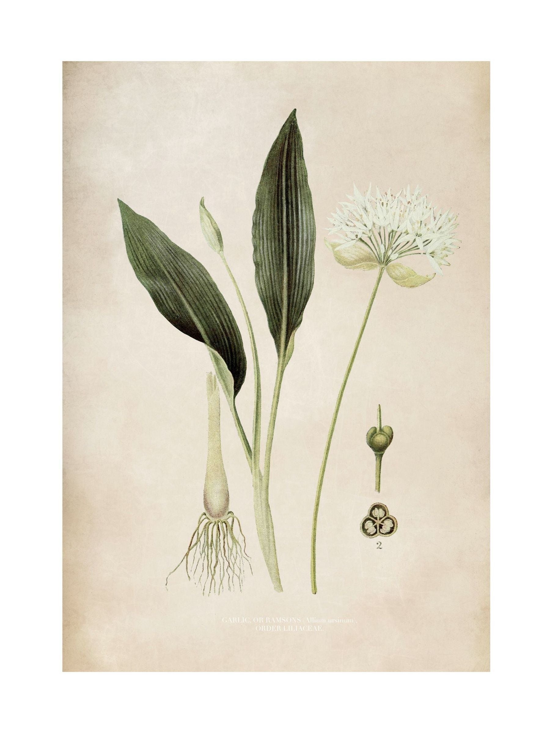 Graham & Brown Allium Ursinum botanical wall art, UK version