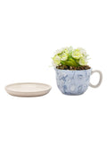 Widdop Disney Alice planter teacup 13cm (British brand)