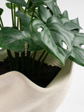 Scottish Everlastings artificial Monstera plant in cement pot, imported from the UK