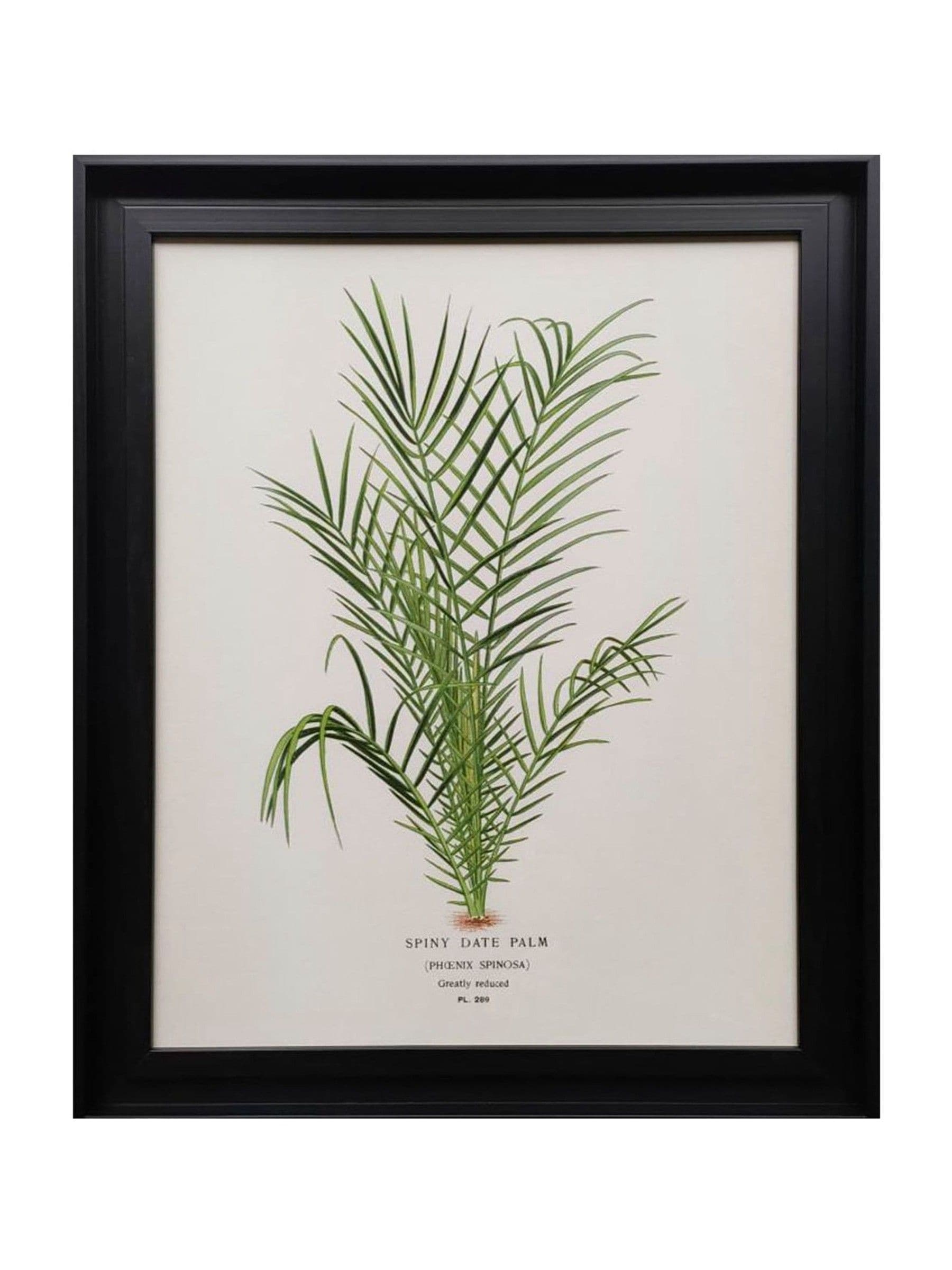 The Art Group Spiny Date Palm framed canvas 48cm - British product