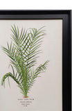 The Art Group Spiny Date Palm framed canvas 48cm - British product