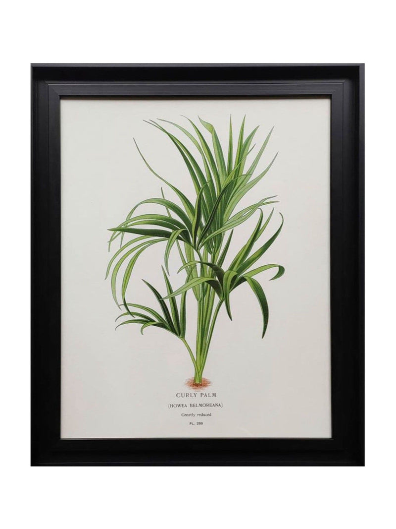 The Art Group cream curly palm framed canvas (British brand)