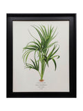 The Art Group cream curly palm framed canvas (British brand)