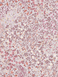 Graham & Brown Pink Painterly Flora 10M Wallpaper