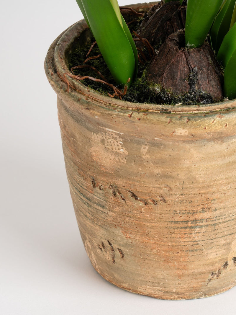Scottish Everlastings white faux tulip spray in pot, imported from the UK