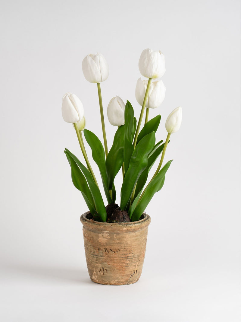 Scottish Everlastings white faux tulip spray in pot, imported from the UK