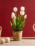 Scottish Everlastings white faux tulip spray in pot, imported from the UK