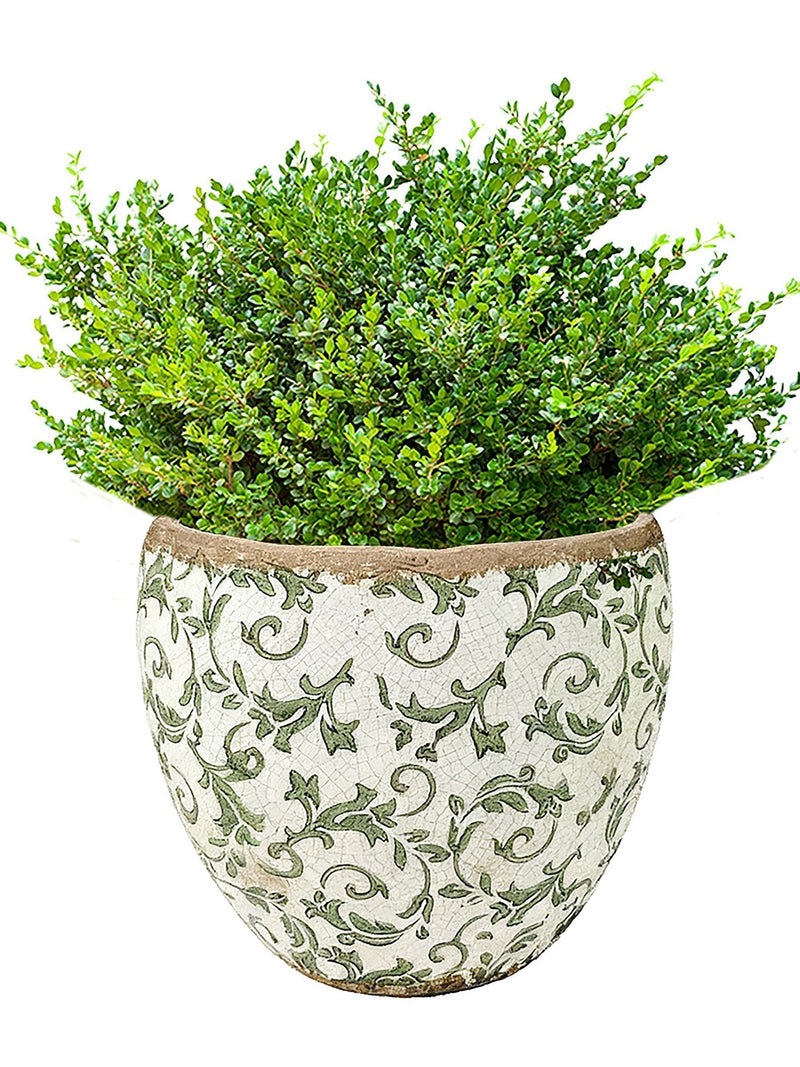 Dibor green botanical ceramic plant pot - British product