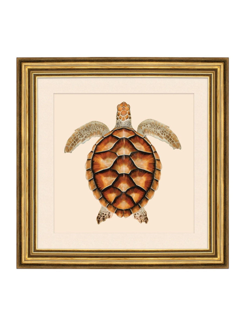 Brookpace turtle wall art 48cm gold frame - British product