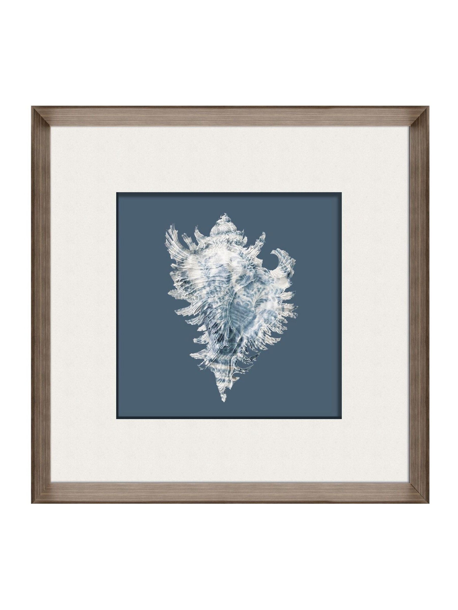 Brookpace Lascelles conch shell print frame 56cm, British product