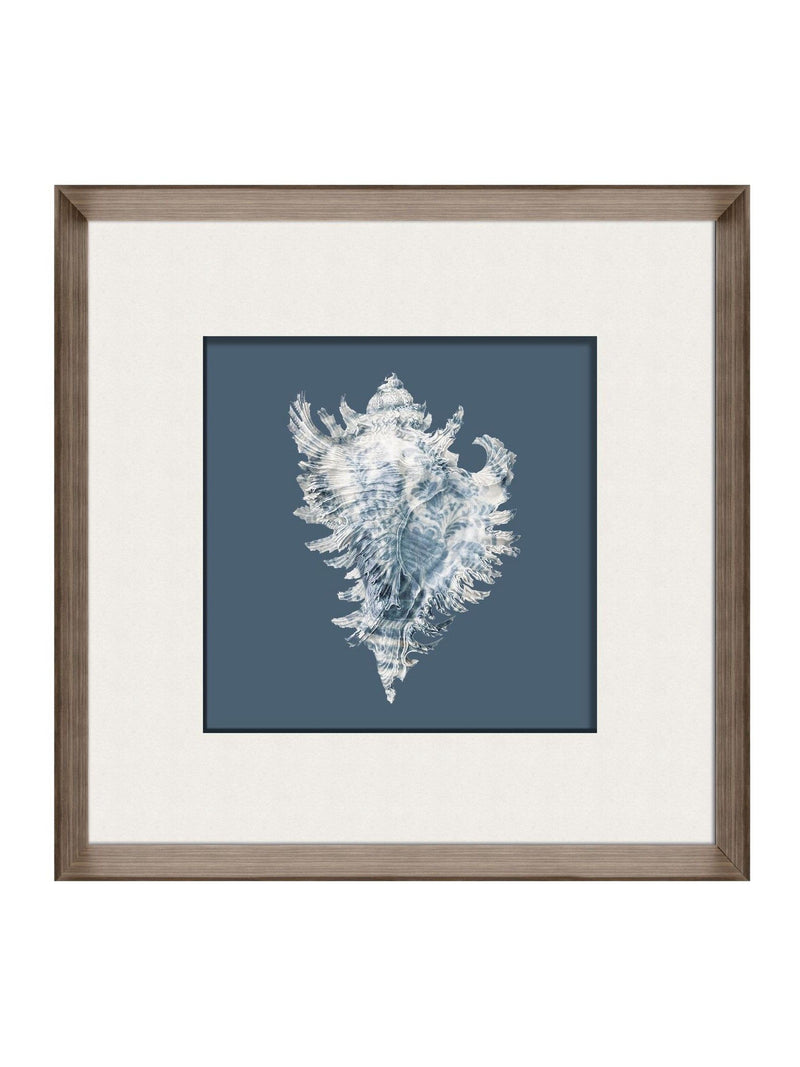 Brookpace Lascelles conch shell print frame 56cm, British product