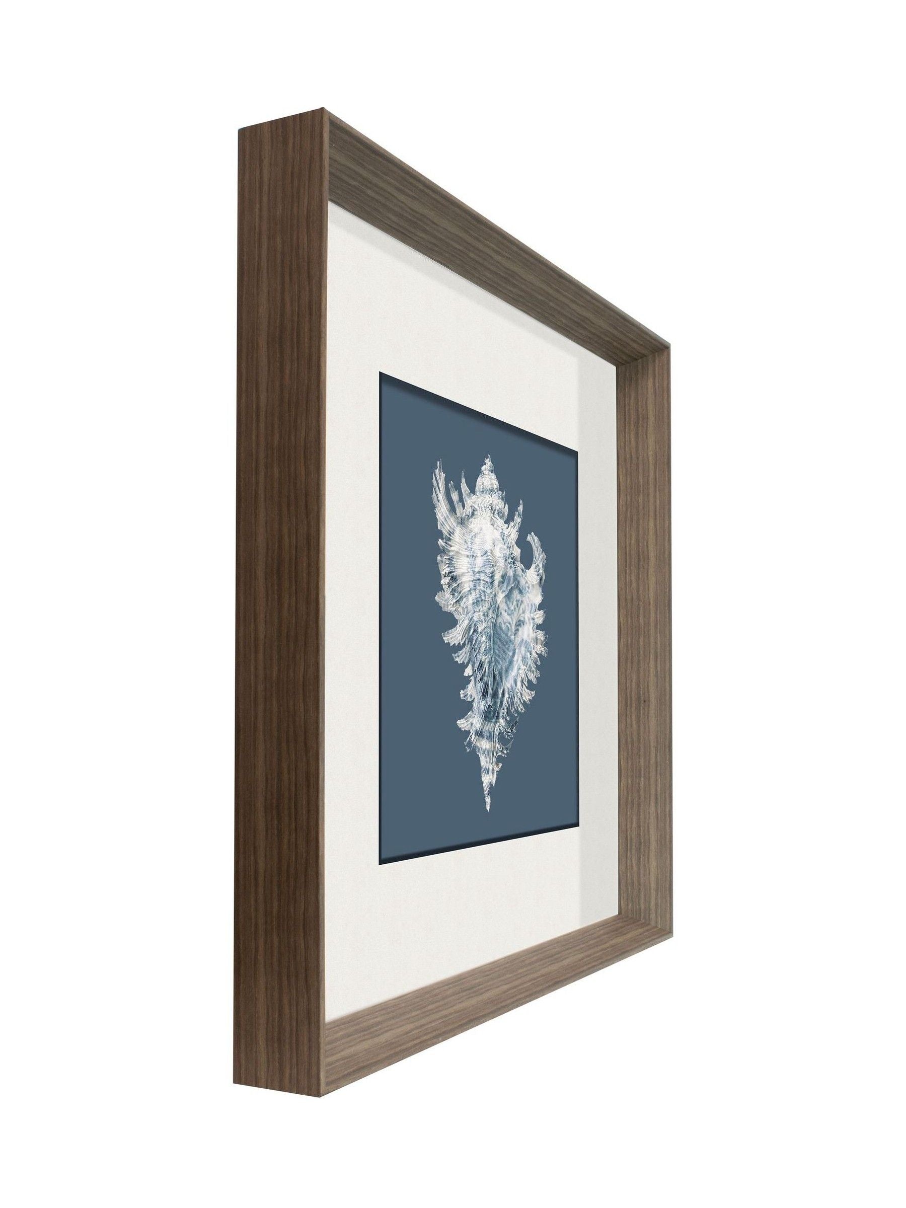 Brookpace Lascelles conch shell print frame 56cm, British product