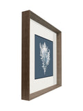 Brookpace Lascelles conch shell print frame 56cm, British product