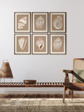 Brookpace Lascelles Shell IV wall art beige and brown (British brand)