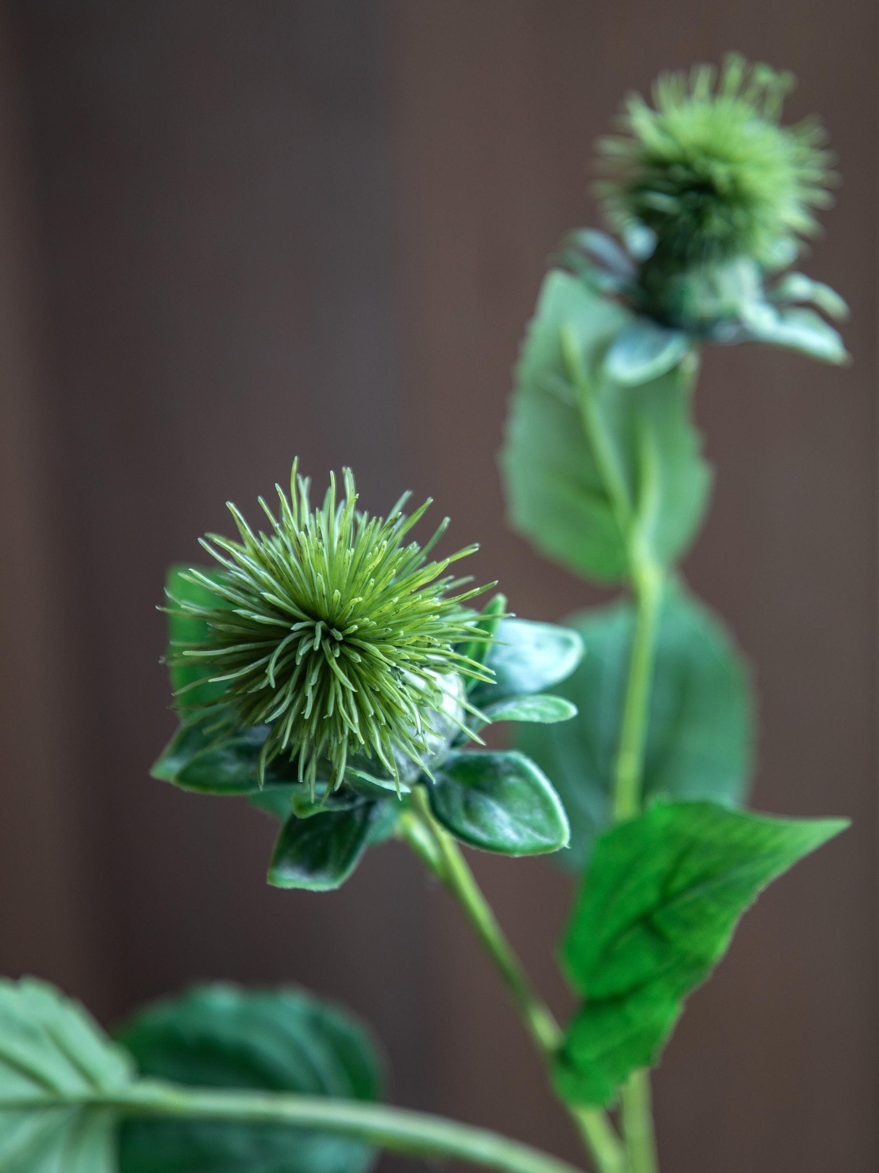 Gallery Home Green Artificial Thistle 12 Stems, UK version
