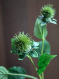 Gallery Home Green Artificial Thistle 12 Stems, UK version