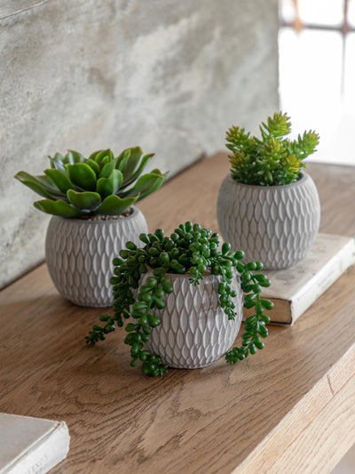 Next Gallery Home Set of 3 Natural Faux Succulents in Ceramic Pots- Buy online at McGrocer