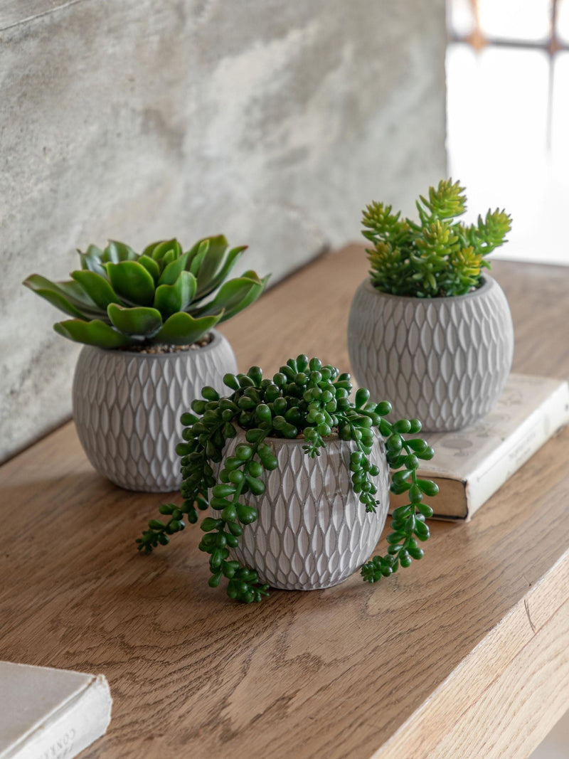 Gallery Home faux succulents set of 3 ceramic pots, imported from the UK