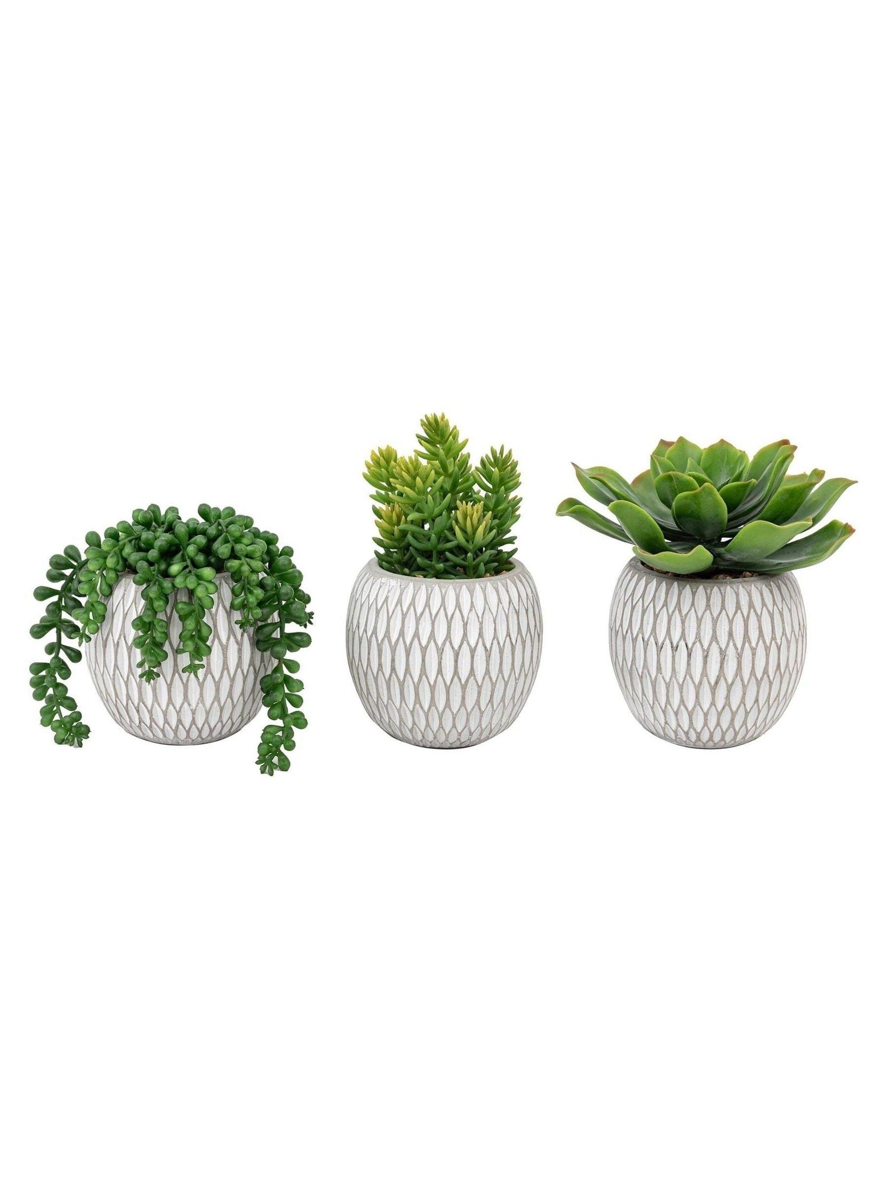 Gallery Home faux succulents set of 3 ceramic pots, imported from the UK