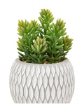 Gallery Home faux succulents set of 3 ceramic pots, imported from the UK