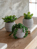 Gallery Home faux succulents set of 3 ceramic pots, imported from the UK