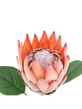 Gallery Home apricot tropical artificial flowers 12 stems, UK version