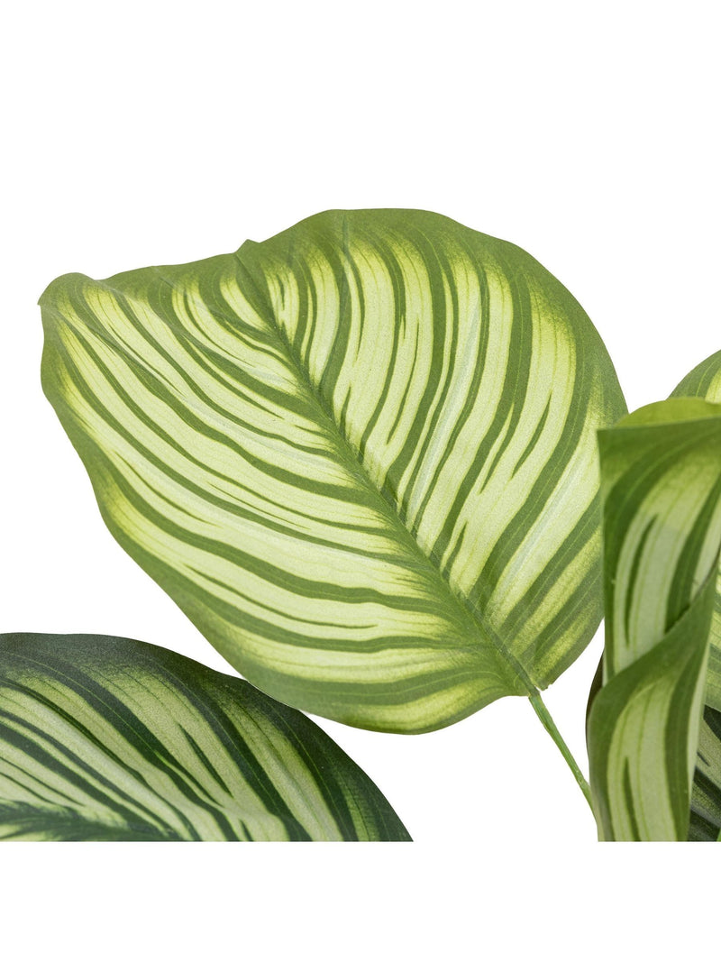 Gallery Home green faux potted Calathea plant 60cm, UK version