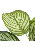 Gallery Home green faux potted Calathea plant 60cm, UK version