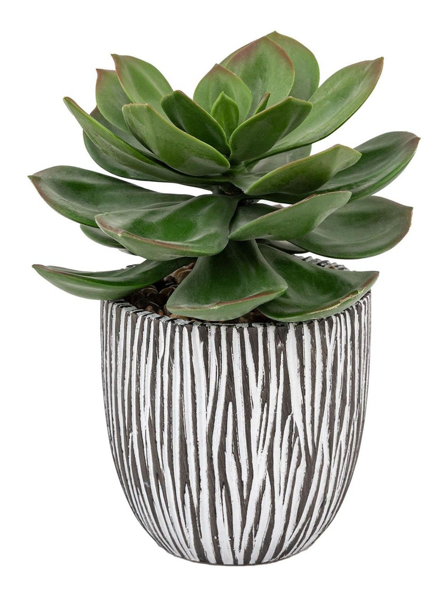 Gallery Home faux succulent in black ribbed ceramic pot, UK version