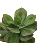 Gallery Home faux succulent in black ribbed ceramic pot, UK version