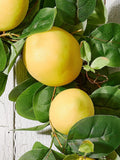 Dibor green agrumi lemon wreath 50cm - British product