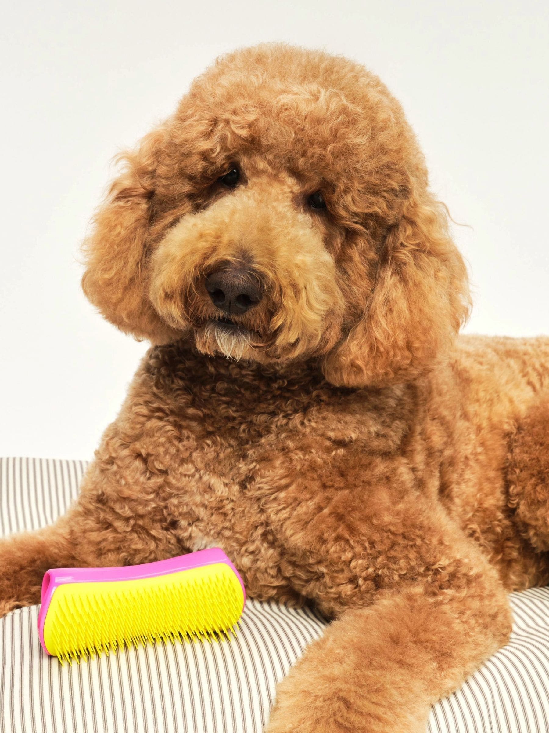 Tangle Teezer pink and yellow large pet brush, UK version