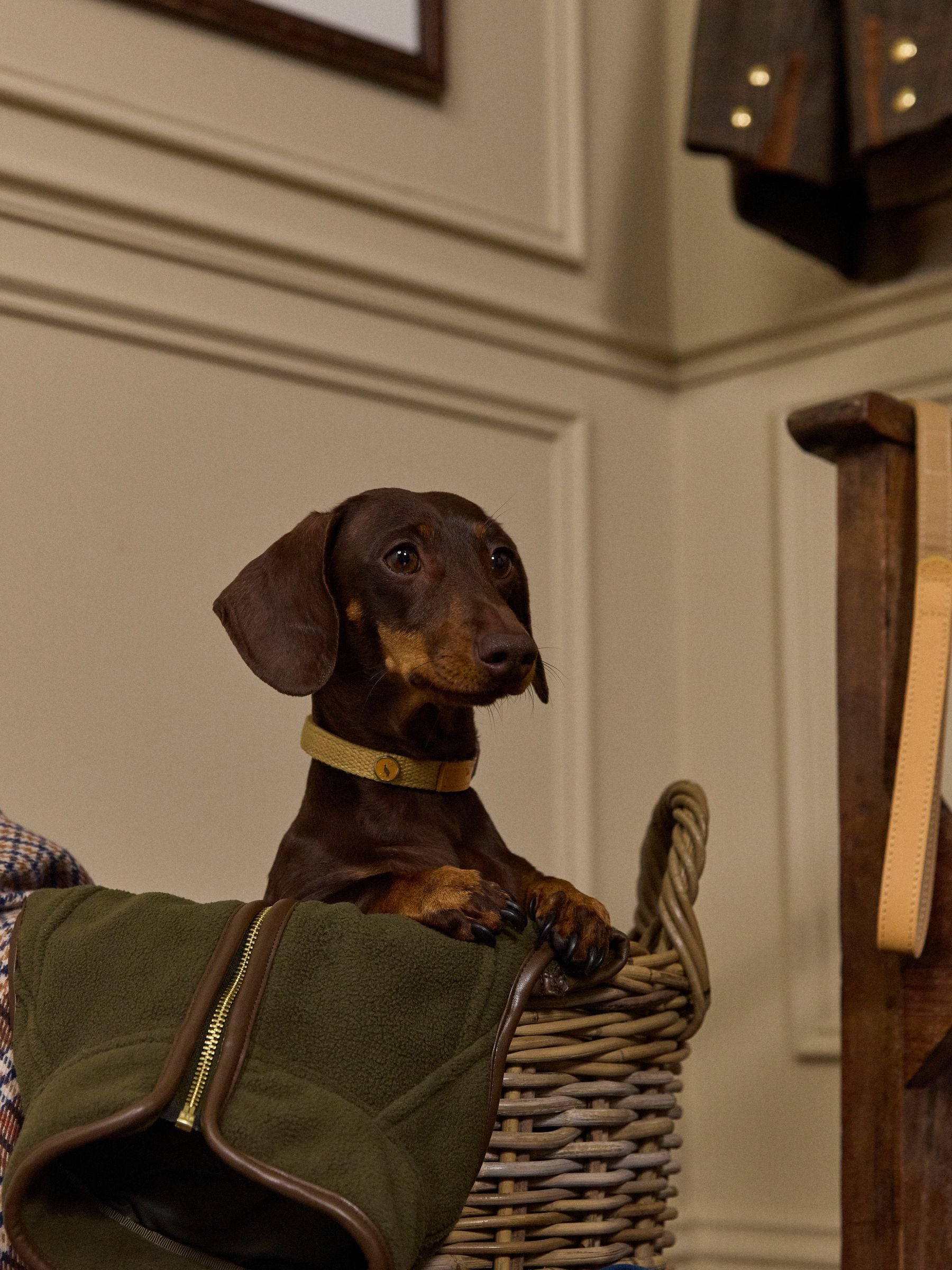 Joules Tan Brown Pet Collar
