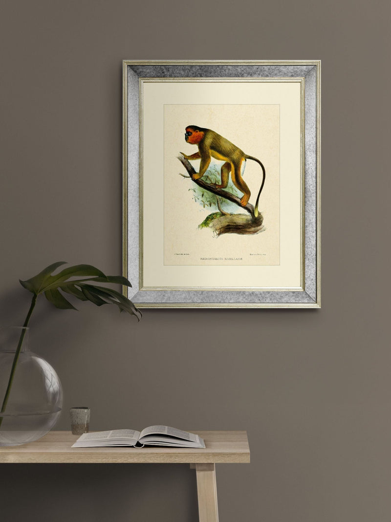 Brookpace Lascelles Primate IV wall art 40x50cm, UK version