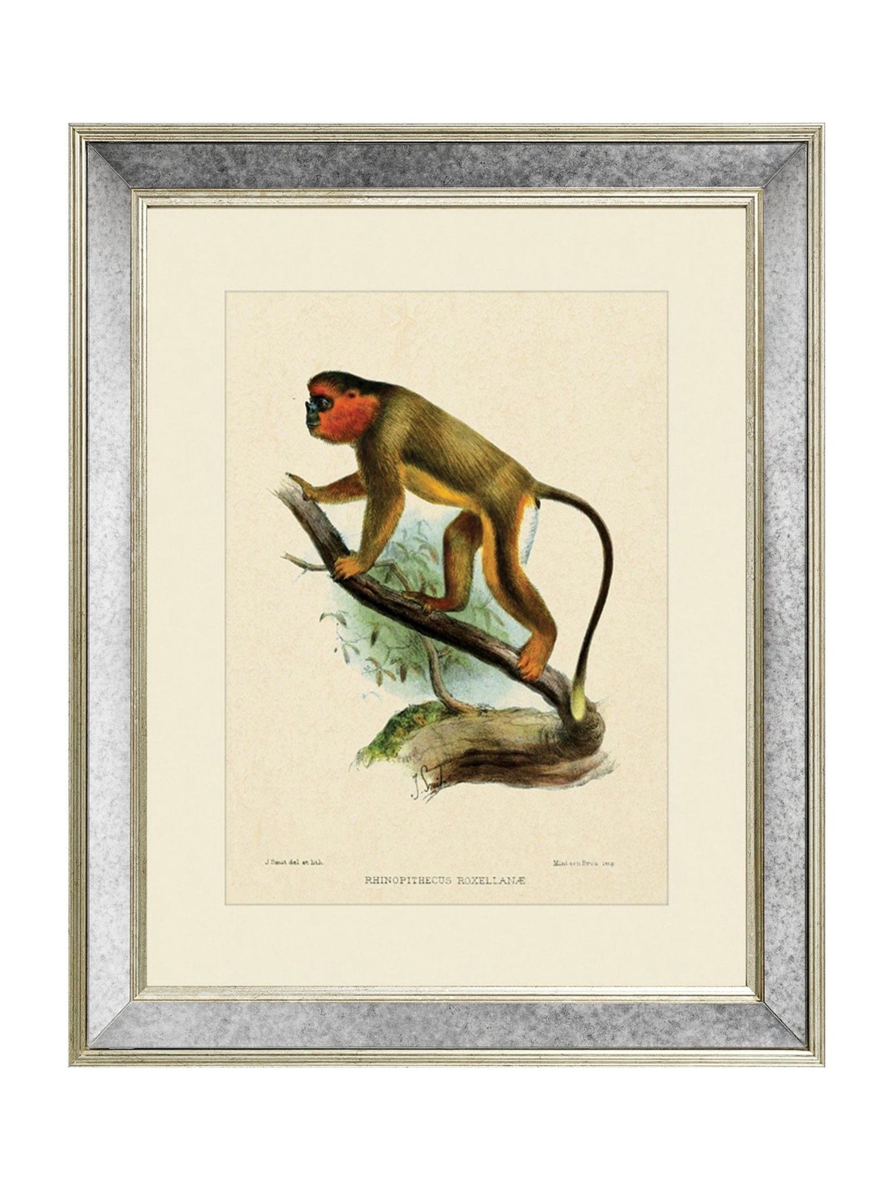 Brookpace Lascelles Primate IV wall art 40x50cm, UK version