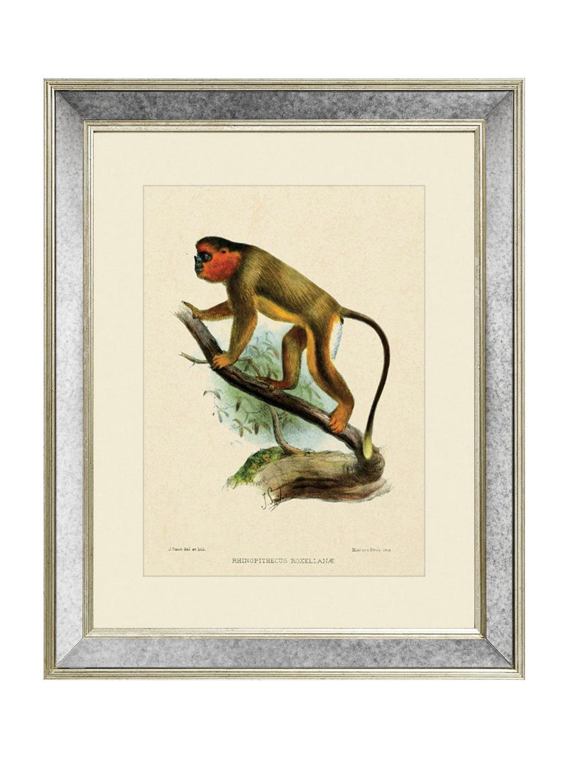 Brookpace Lascelles Primate IV wall art 40x50cm, UK version