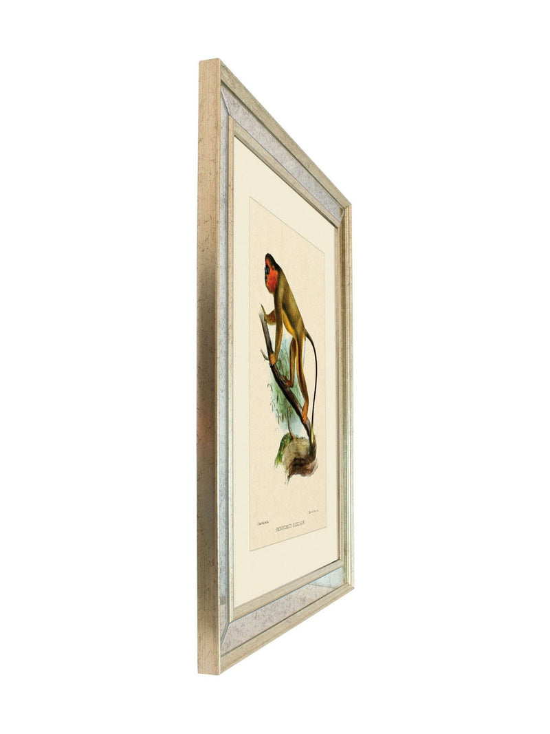 Brookpace Lascelles Primate IV wall art 40x50cm, UK version