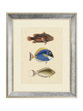 Brookpace Fish III archive picture 40x50cm wall art, UK version