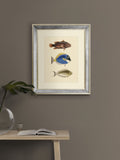 Brookpace Fish III archive picture 40x50cm wall art, UK version