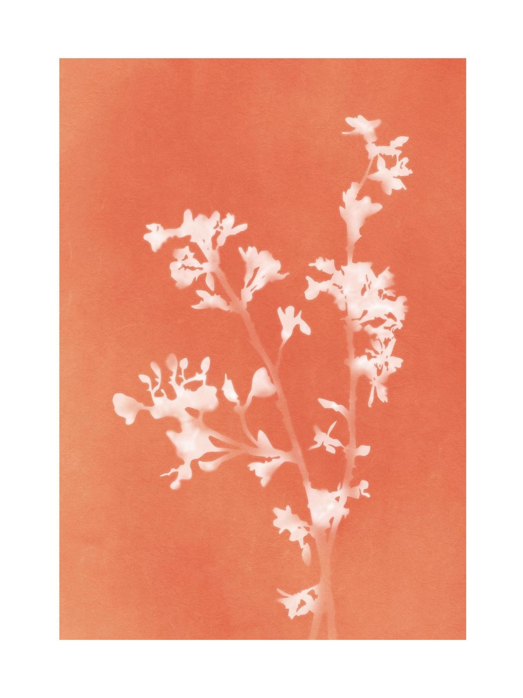 Graham & Brown Flower Press Orange framed wall art, UK version