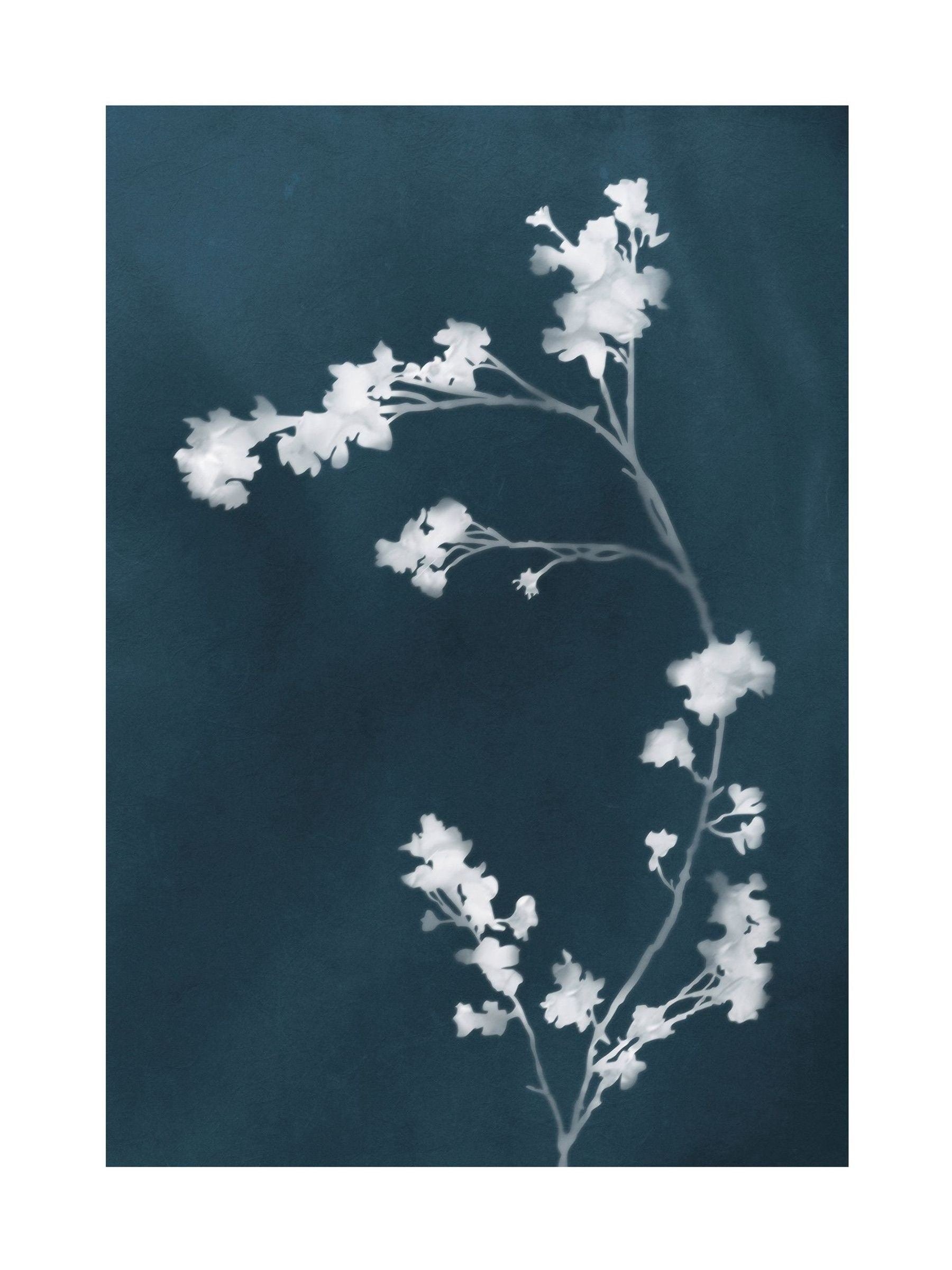 Graham & Brown Flower Press Blue framed art, imported from the UK