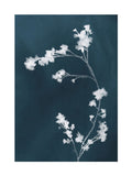 Graham & Brown Flower Press Blue framed art, imported from the UK
