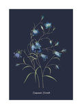 Graham & Brown Bluebell wall art 53x73cm, British brand