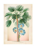 Graham & Brown Botanique Jungle framed art green wood frame, UK version